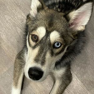 Meet your Posher, Aliana